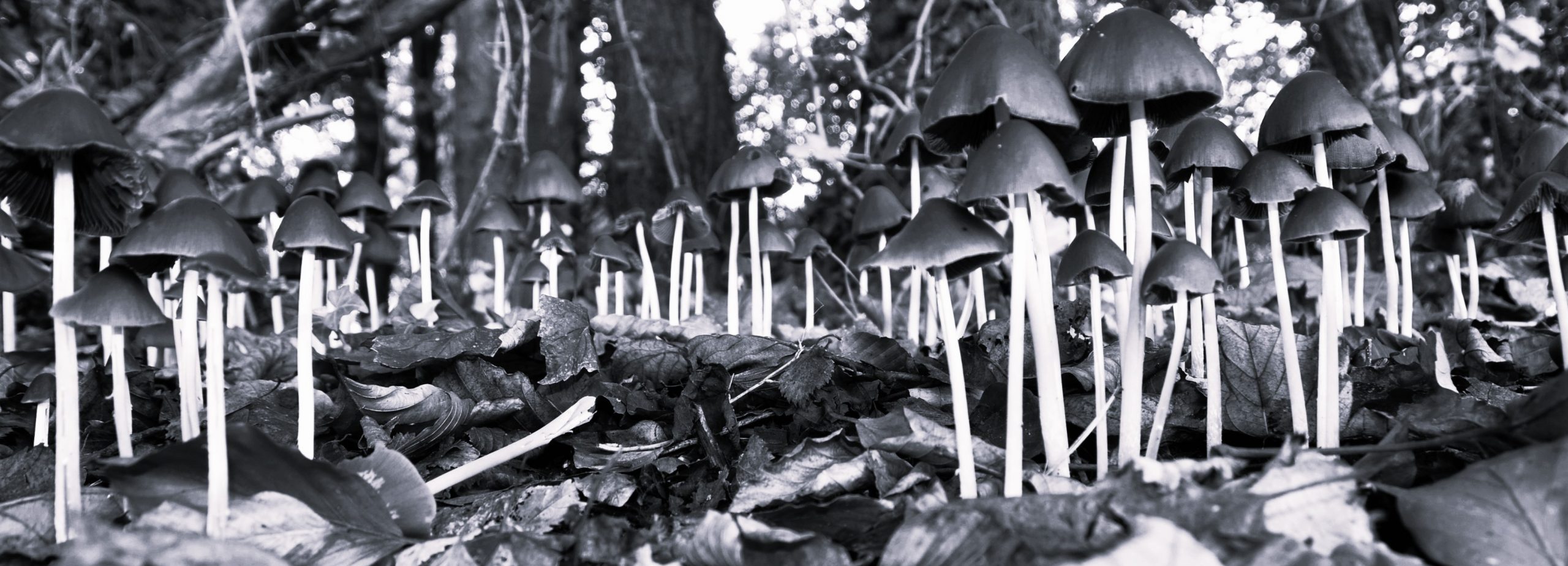 Fungi Forest